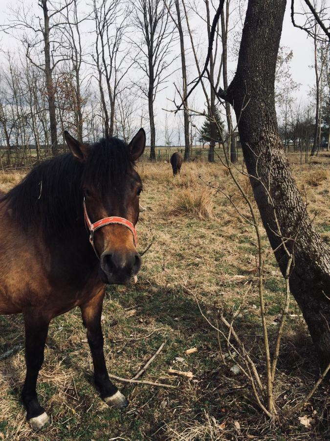 Dzikowka Villa Dzikow Stary Eksteriør billede